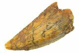 Serrated, Raptor Tooth - Real Dinosaur Tooth #285150-1